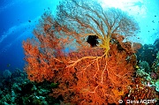 Melithaea ochracea-Ambiance-Wakatobi Sawa Cornucopia-6m-20180528-Denis-ADER-DSC_1499_tn
